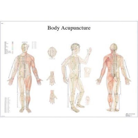 FABRICATION ENTERPRISES 3B® Anatomical Chart - Acupuncture Body, Laminated 12-4602L